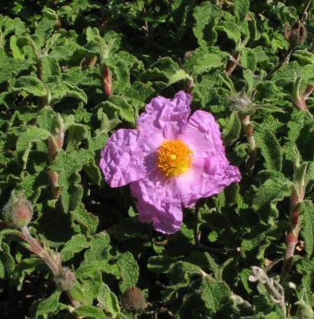 Cistus creticus (3)  -  UNICA POBLACION PENINSULAR (HOCES RIO JUCAR)